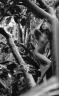 Candice Swanepoel 378
