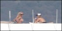  psiete_pamela_topless_sainttropez_012.jpg 